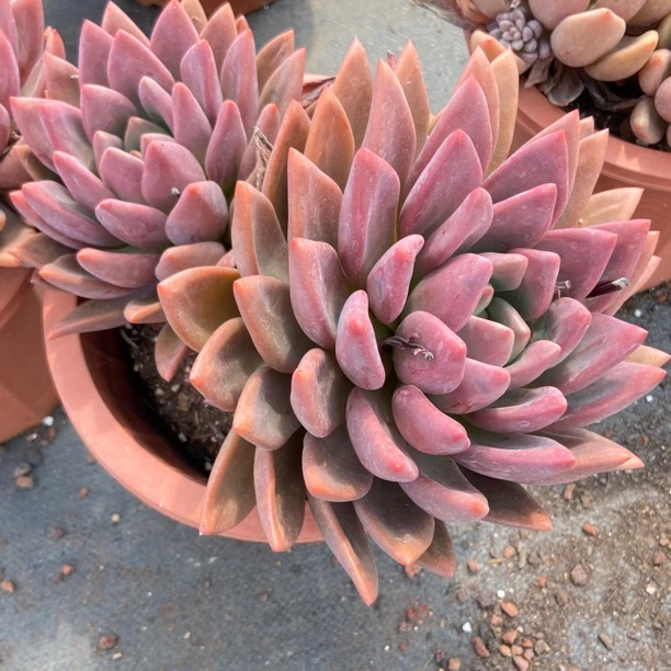 花青谷多肉园艺   桃花源