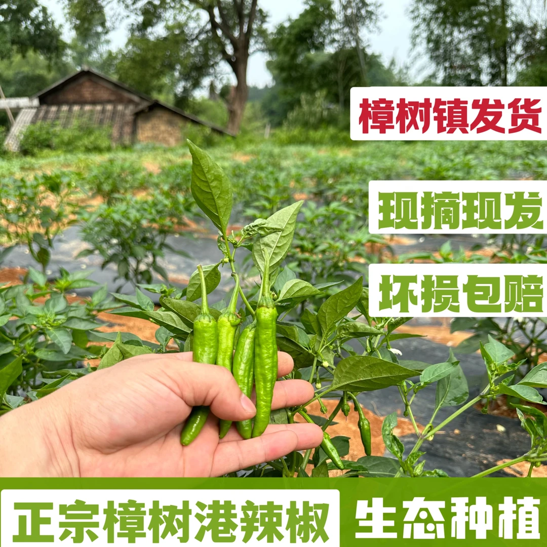 正宗樟树港辣椒湖南本地微辣清香中辣辣椒现摘产地直发1-5斤装