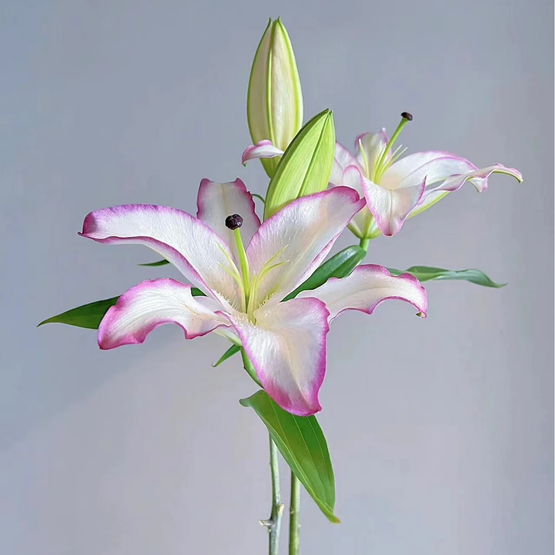 【唇彩12-14单瓣香水百合种球】四季可种 开花单瓣百合阳台庭院花园
