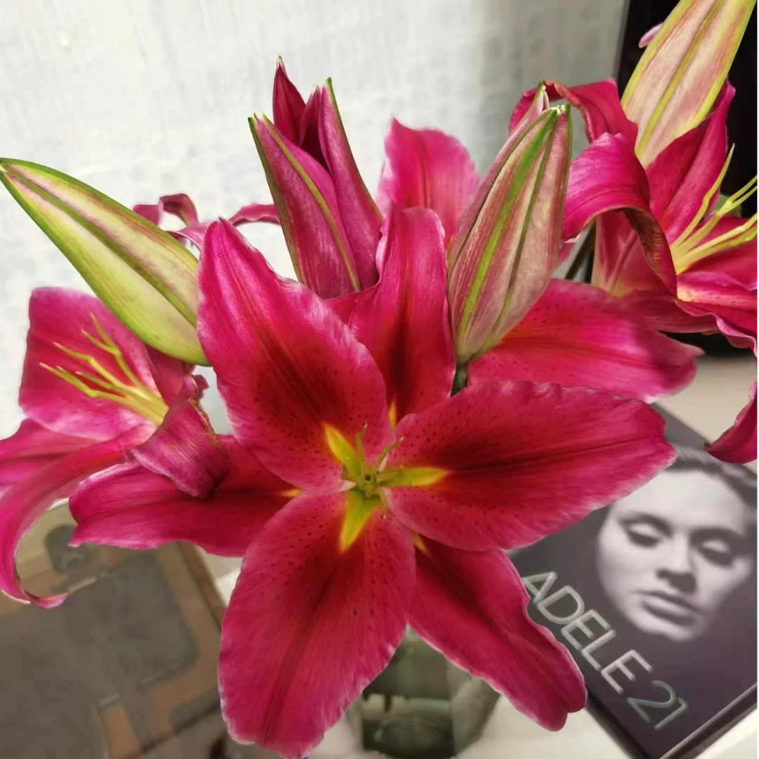 【巴卡迪15-16香水百合种球】四季可种 开花单瓣百合 庭院花园花球