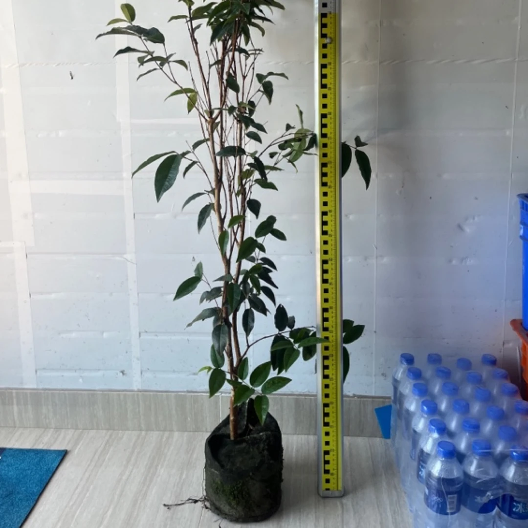 荣哥苗艾斯卡嘉宝果树苗