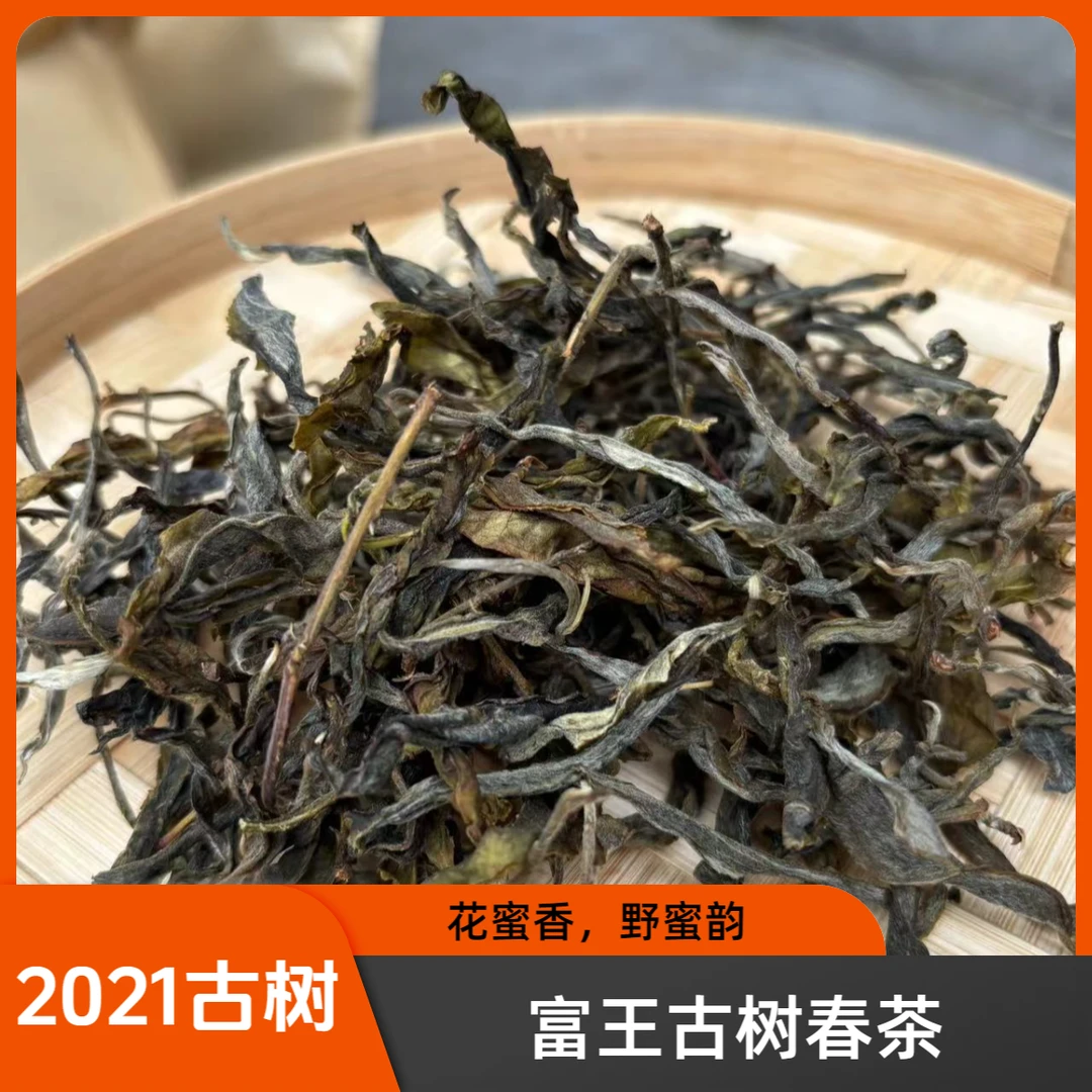【富王古树】2023富王古树春茶