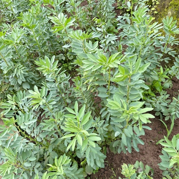 四川田间水果蔬菜食用称重产品