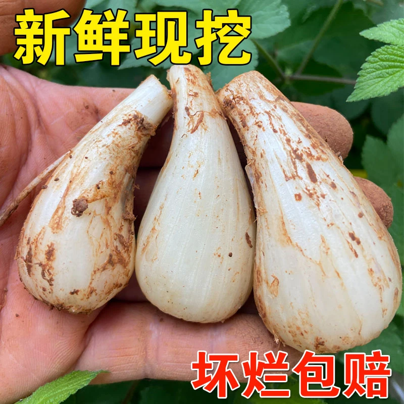 藠头新鲜现挖农家蔬菜荞头去须藠头教头叫头时令蔬菜酸辣下饭菜