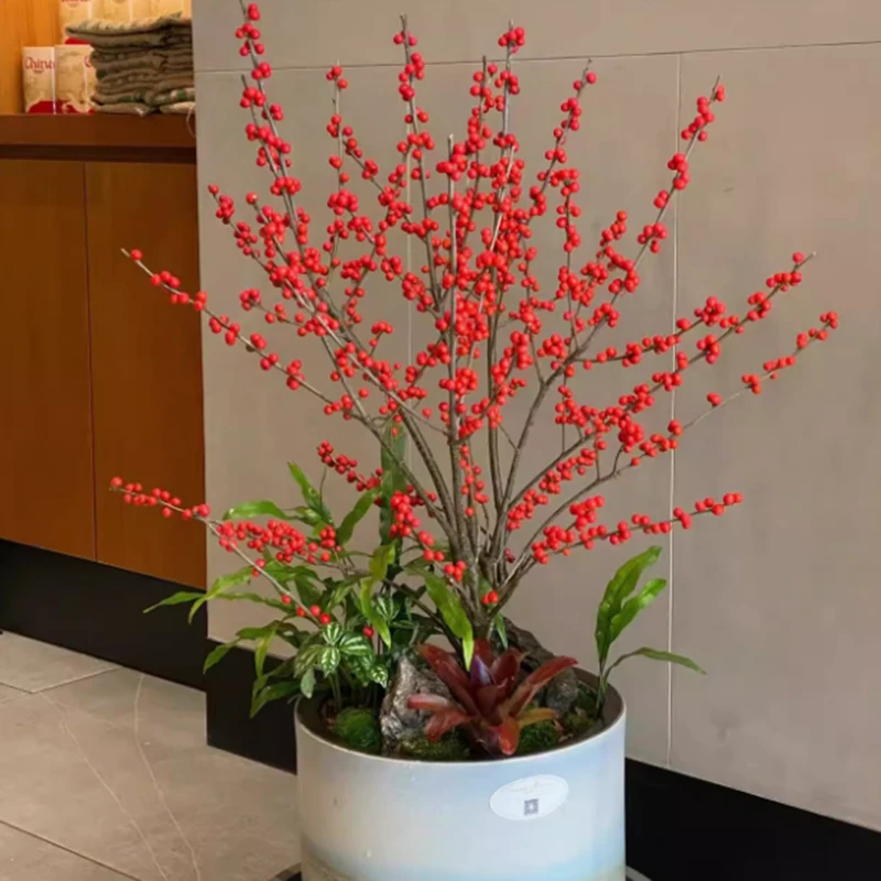 北美冬青树苗观果盆栽年宵花卉红果室内庭院地栽植物耐寒耐热