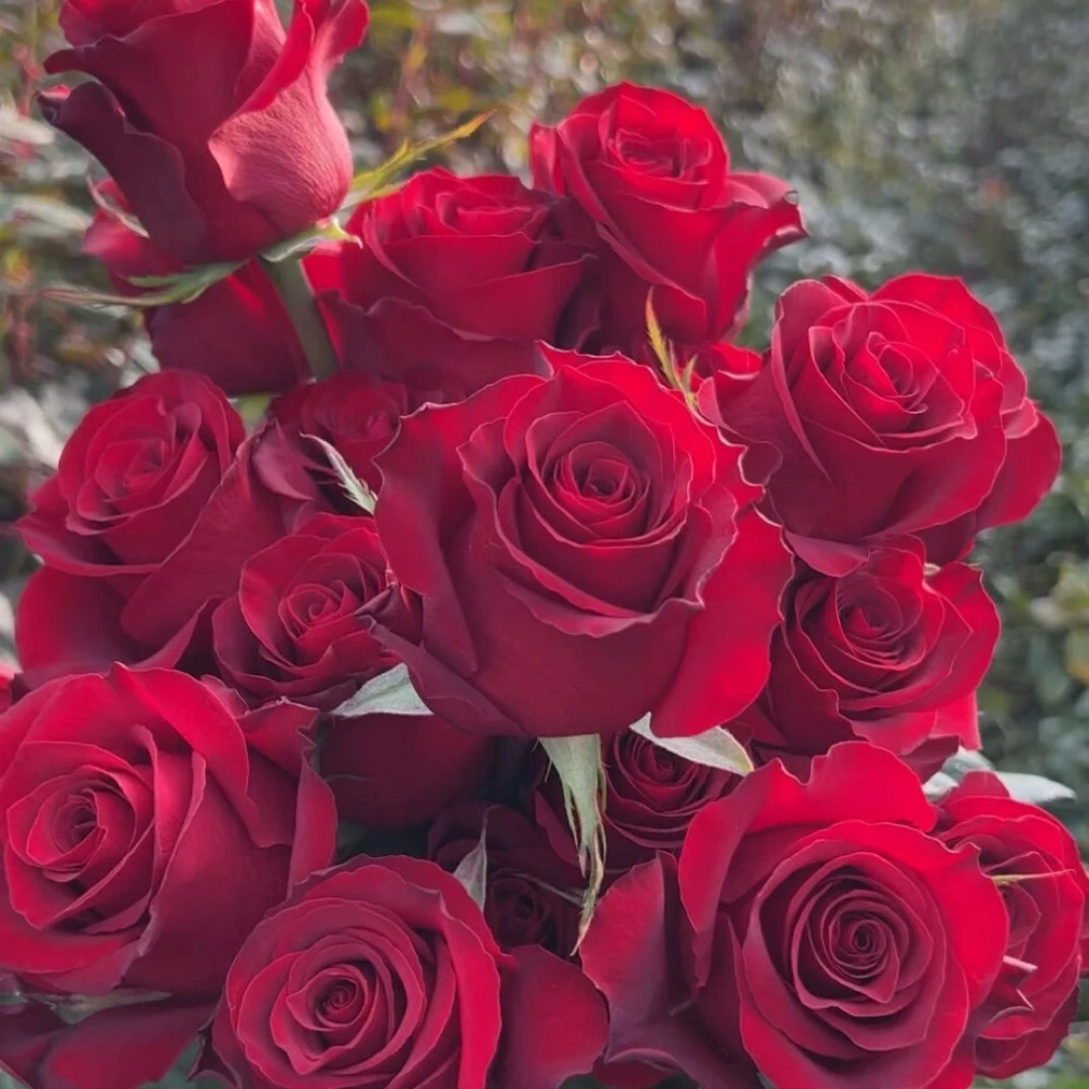高原红灌木月季花盆栽庭院丝绒浓香暗红色玫瑰花切花直立性好耐寒