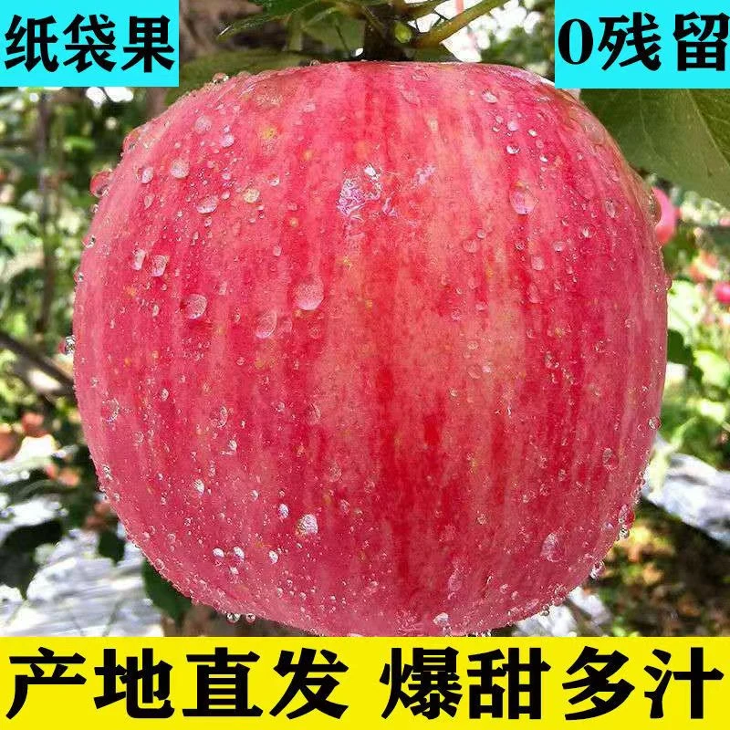 正宗山东红富士纸袋苹果非膜袋脆甜冰糖当季新鲜水果整箱