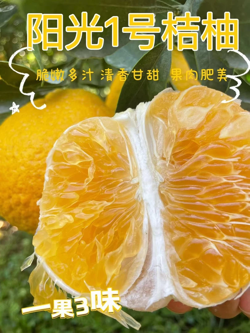 无品牌橘乡阳光一号橘子甜蜜脆嫩多汁品化渣新鲜采摘自然成熟直供