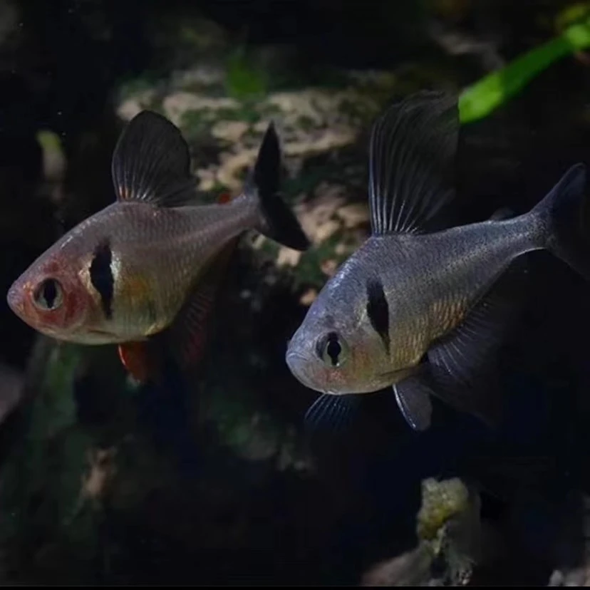 黑幻影扯旗鱼灯科鱼扯旗热带观赏鱼扯旗黑大勾红衣梦幻扯旗好养