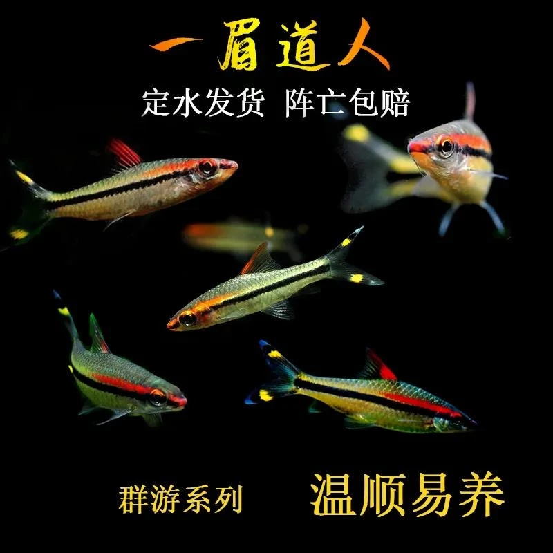 红眉一眉道人鱼灯鱼小型草缸群游观赏鱼热带淡水宠物鱼活体好养