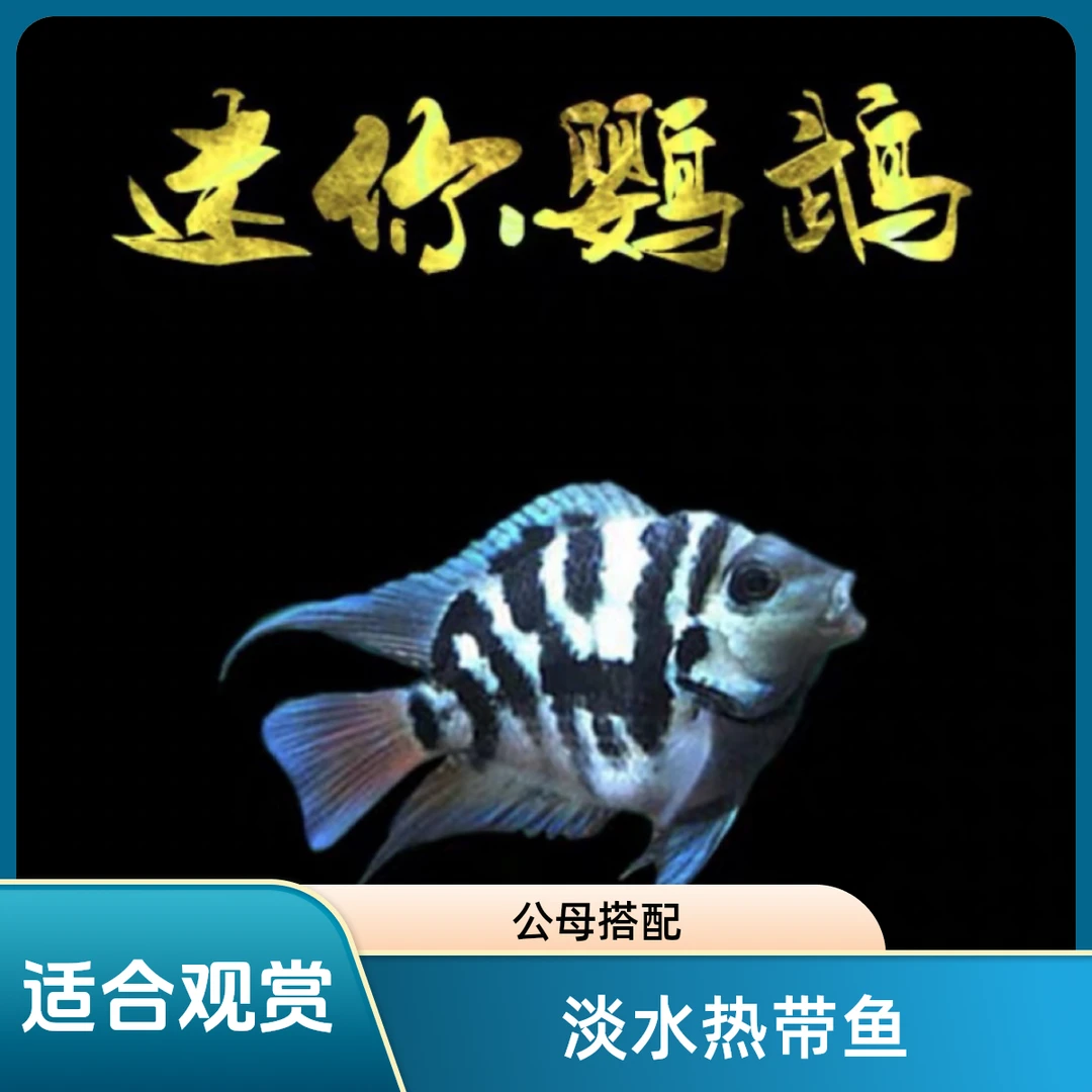 观赏鱼迷你宝蓝鹦鹉白金鹦鹉繁殖种鱼缸淡水好养的观赏鱼