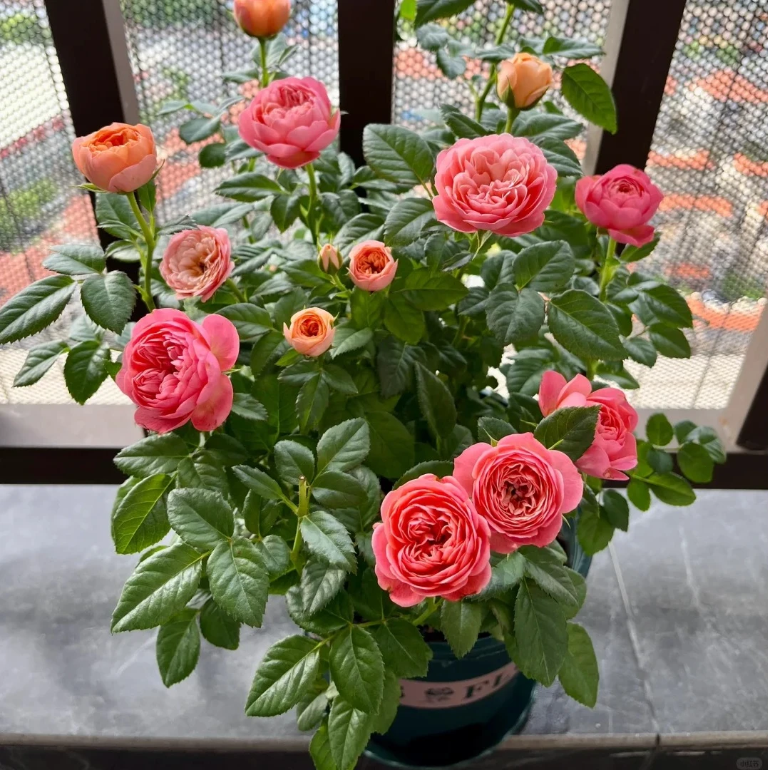彩虹阳台香槟色月季多季节开花变色月季阳台庭院花卉盆栽