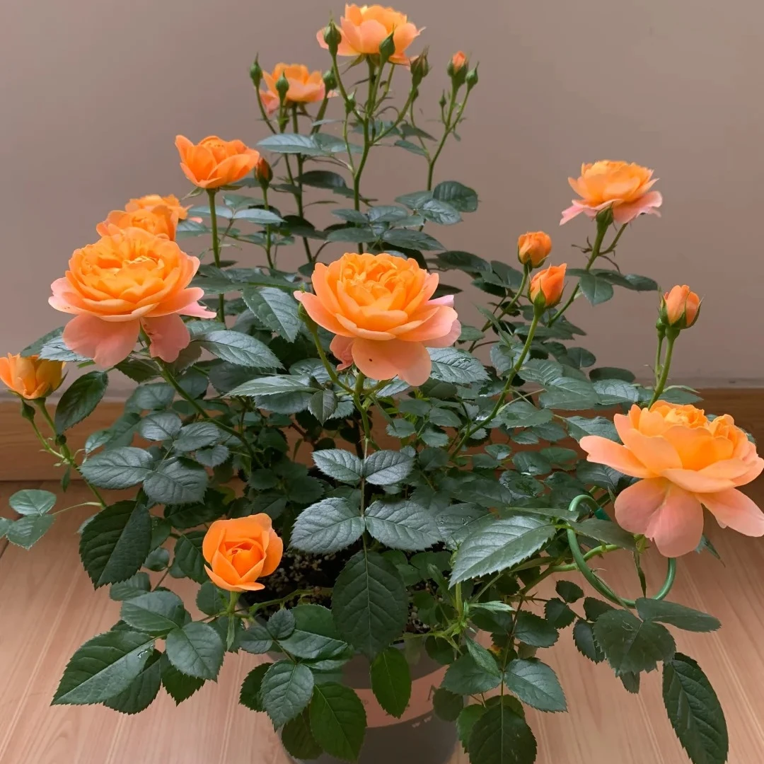 活动果汁阳台月季盆栽室内玫瑰花卉好养活绿植月季花苗中大苗植物