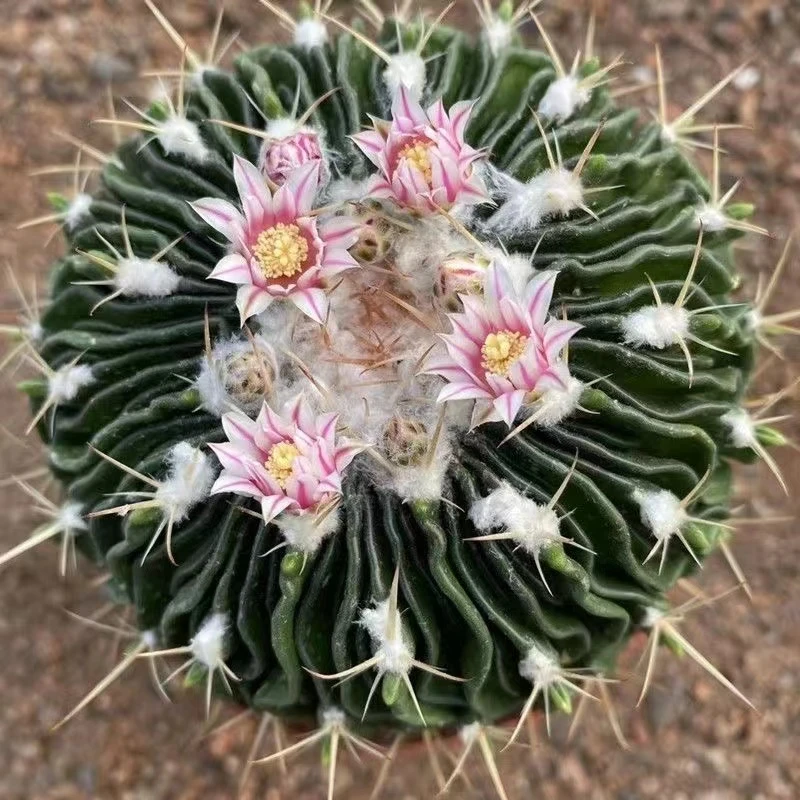 雪顶多凌玉仙人球（大号）