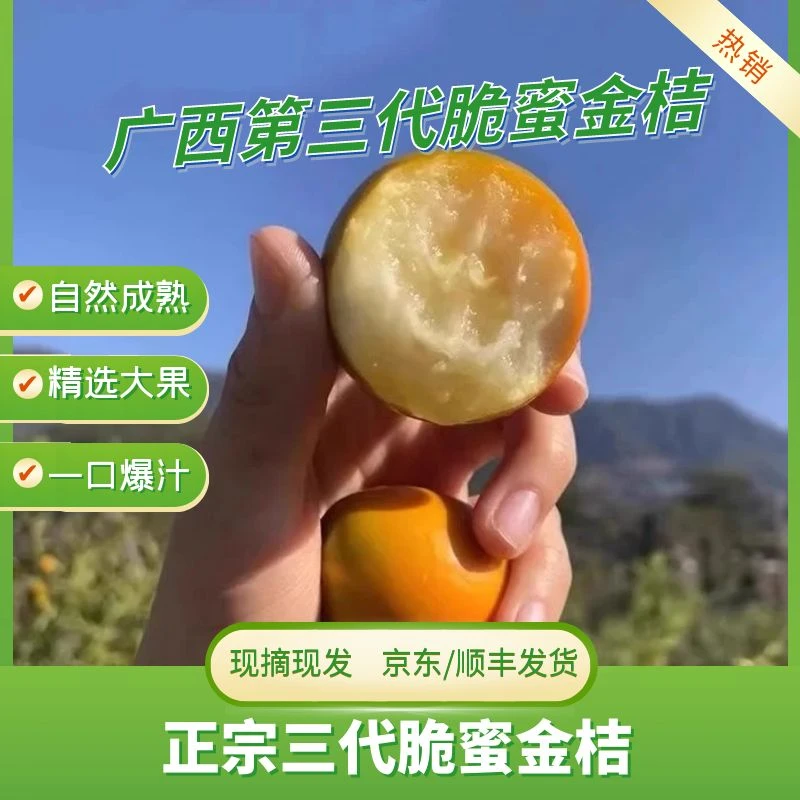【2斤装】广西三代脆蜜金桔纯甜多汁皮薄无籽甄选时令优质新鲜脆蜜
