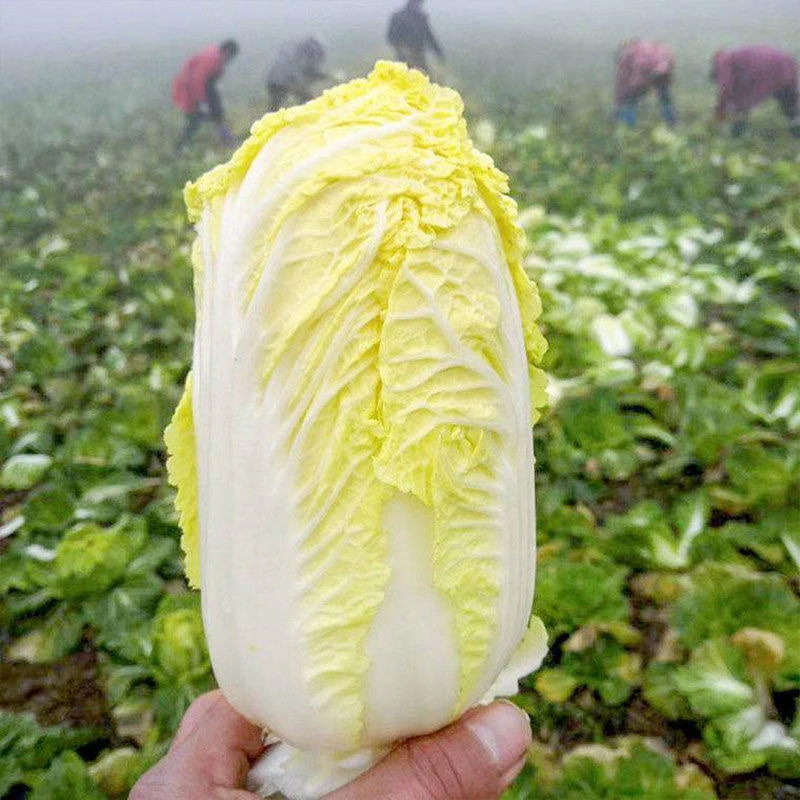 河南现砍新鲜黄心娃娃菜农家自种火锅配菜小白菜火锅食材批发包邮