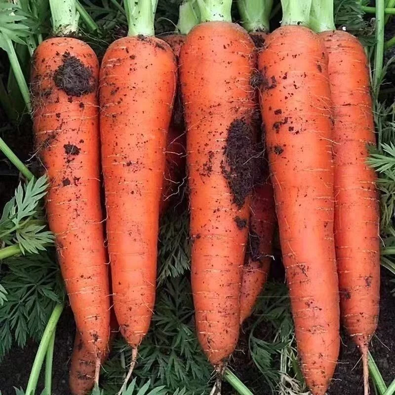 新鲜胡萝卜沙土地新鲜蔬菜水果红萝卜现挖现发农家自种水果胡萝卜