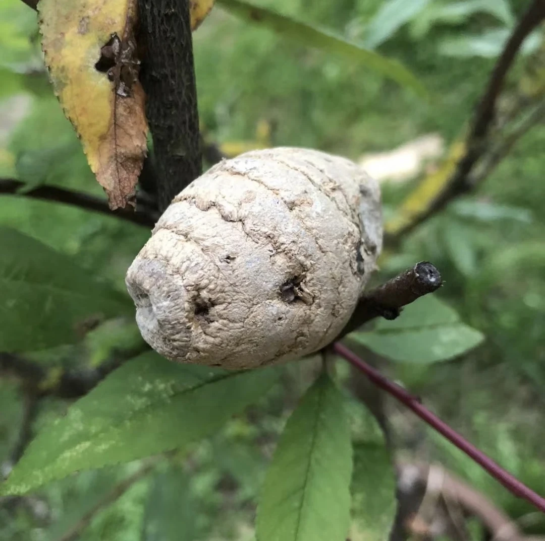 【菩提参】高端下山货净含量250克食用莪术