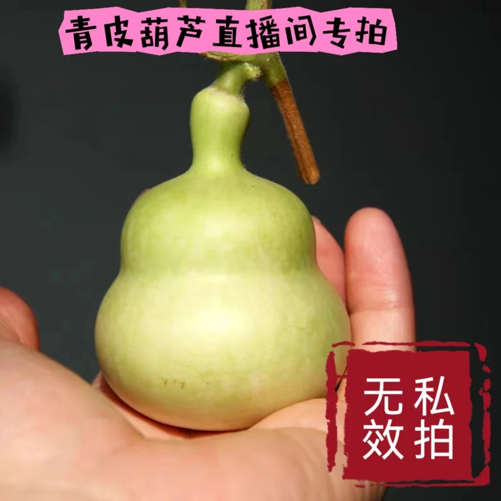 天然青皮葫芦，现摘下架，青皮葫芦手捻葫芦