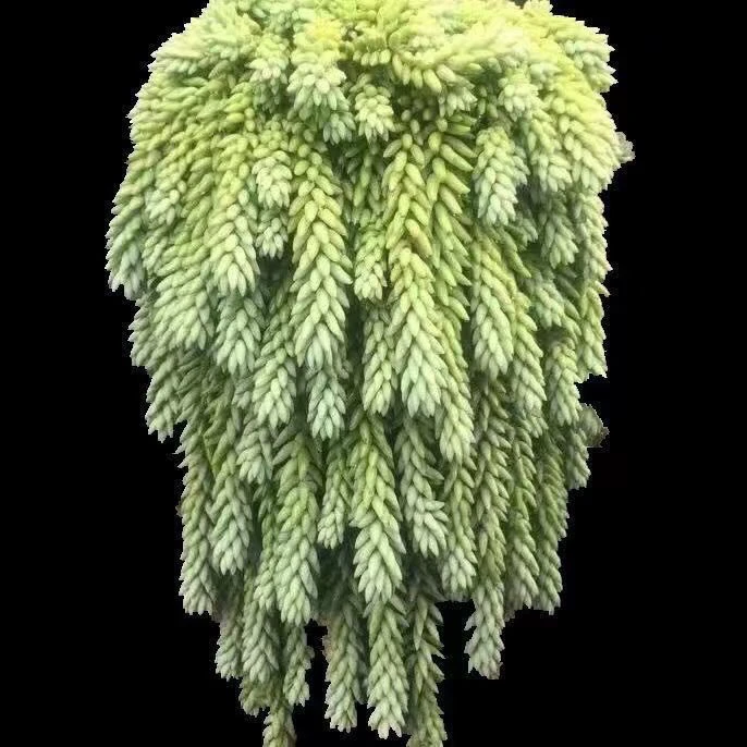 云南多肉植物象牙玉缀松鼠大盆尾云南开挂区多肉带塑料盆发货