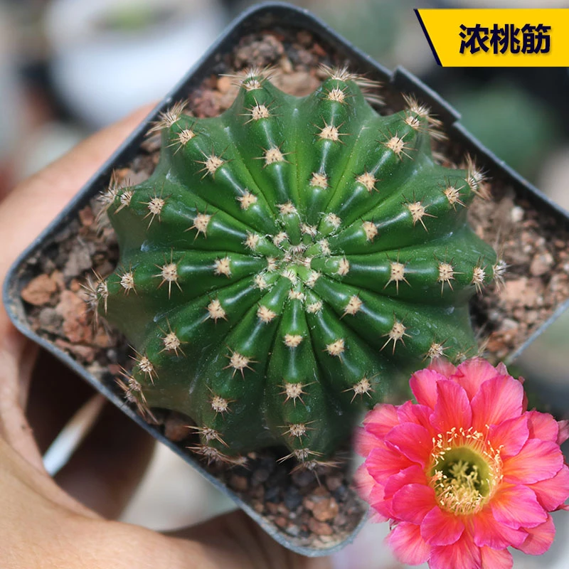 【凑单满9.9包邮发货】浓桃筋 仙人球脱土发货