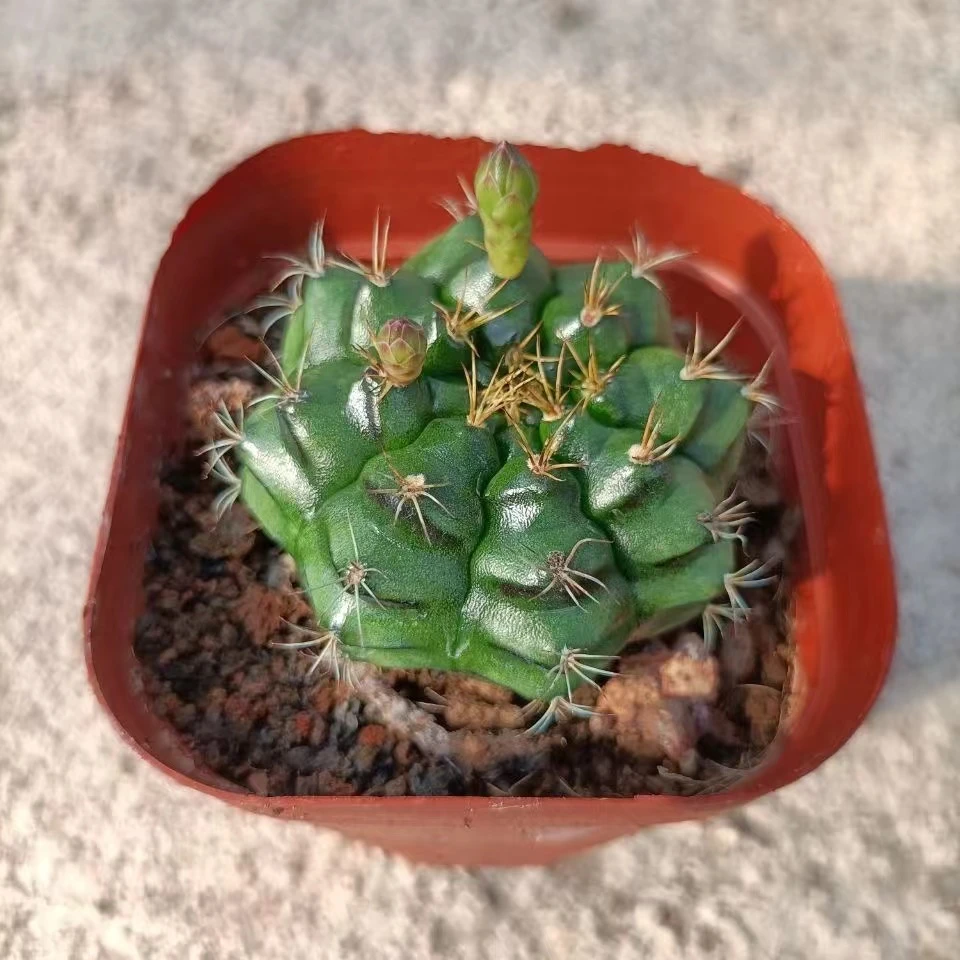 【凑单满9.9包邮发货】丽蛇丸  仙人球脱土发货