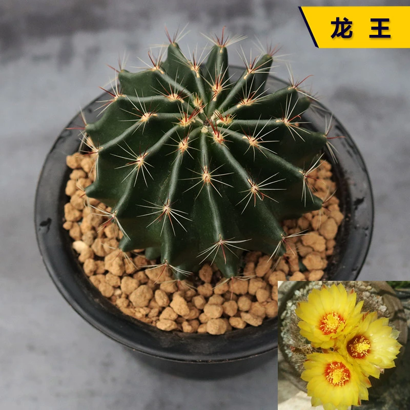 【凑单满9.9包邮发货】6-8厘米龙王仙人球脱土发货