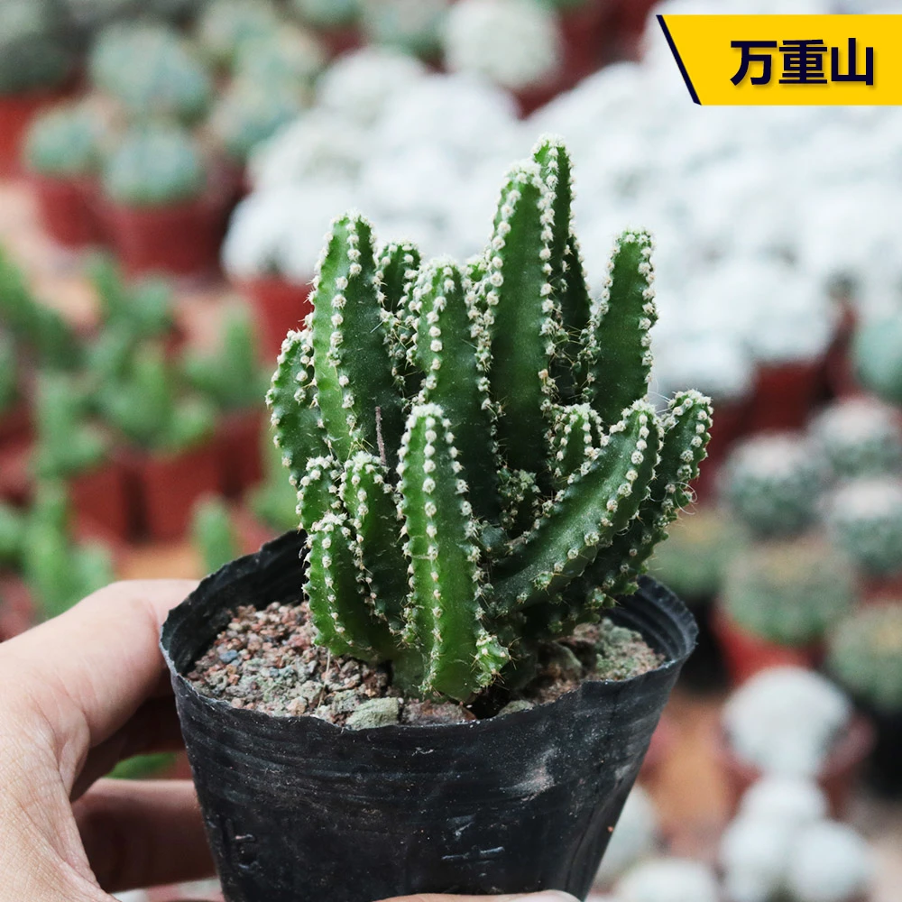 【凑单满9.9包邮发货】万重山仙人球脱土发货