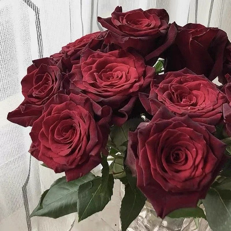 月季花苗 黑巴克 切花玫瑰重瓣多季节重复开花庭院盆栽绿植物花卉