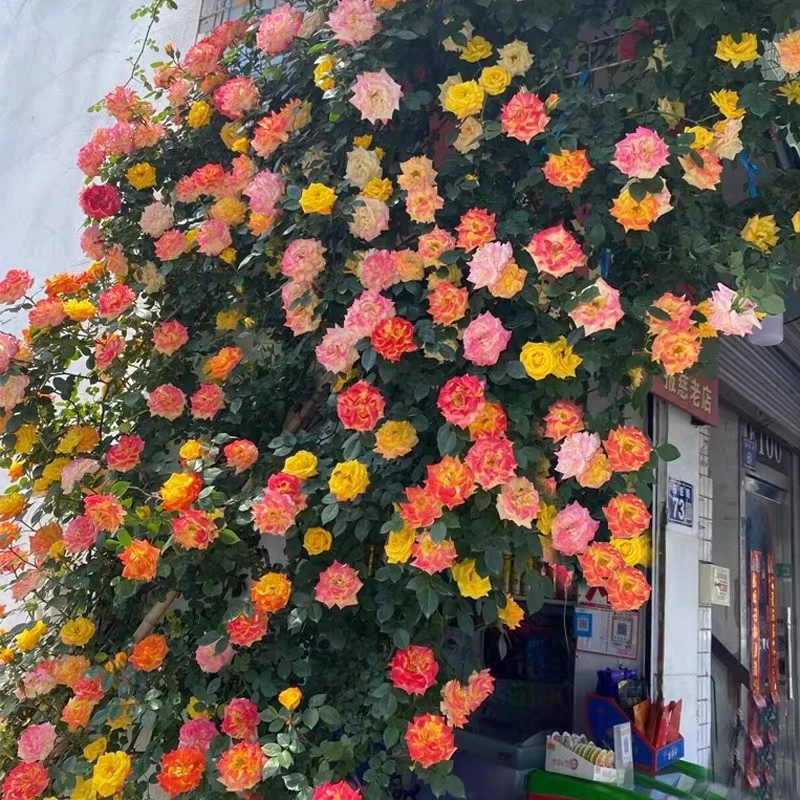 变色龙【藤彩虹】藤本月季当年开花月季花苗庭院植物黄色粉色栽培