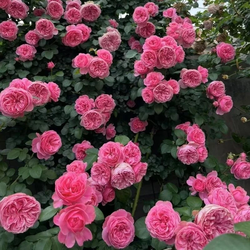 粉色达芬奇爬藤大苗月季蔷薇花苗藤本月季花四季开花盆栽植物庭院
