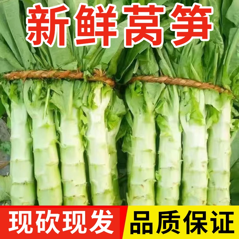 山东露天紫叶（莴笋）莴苣地头直发蔬菜农产品食品