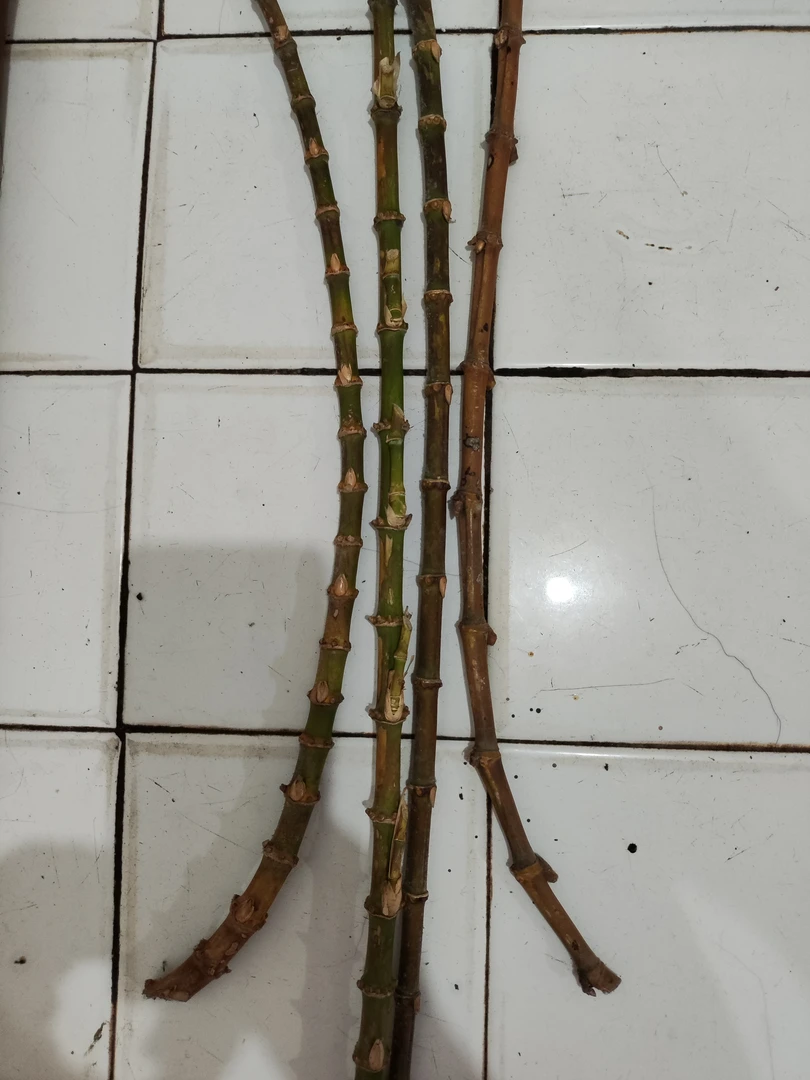 实心玉竹鞭可以做手环教鞭烟杆各种手工艺，10支起售