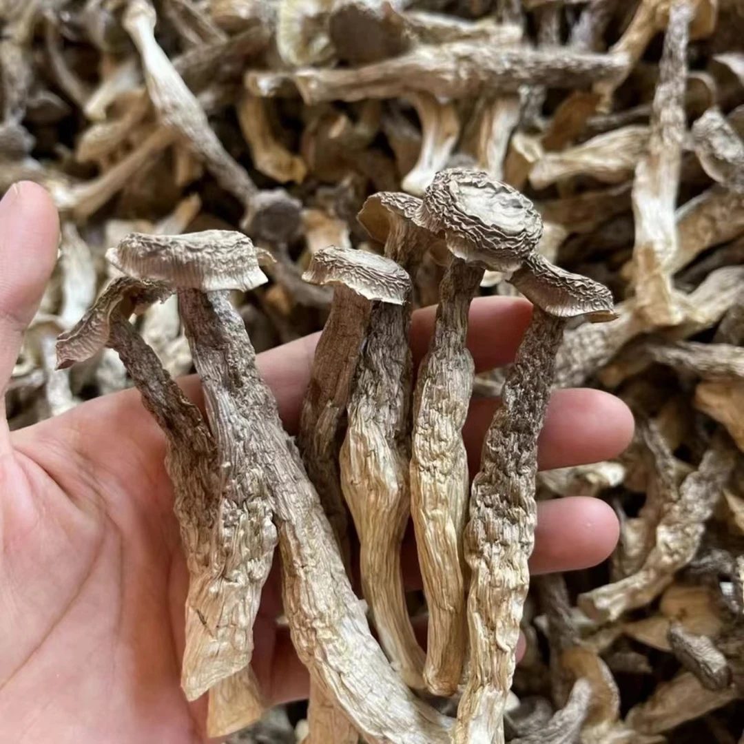 云南土特产-鹿茸菇