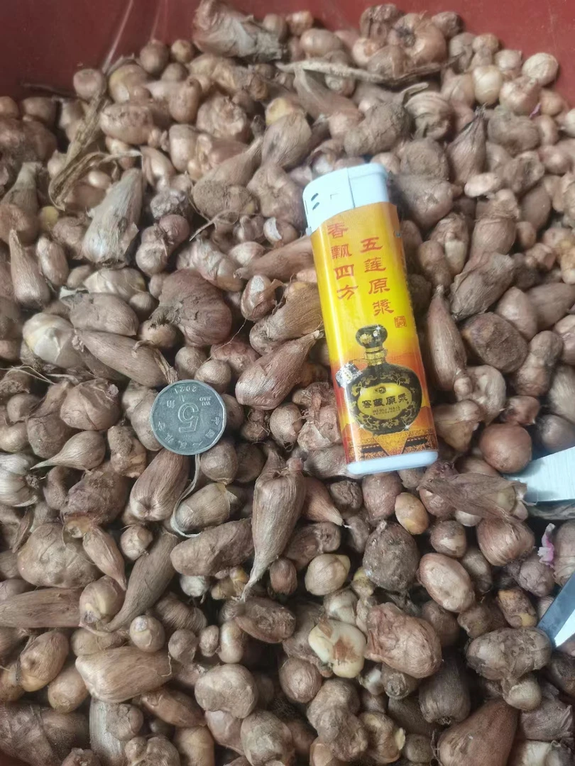 混色香雪兰大球30个