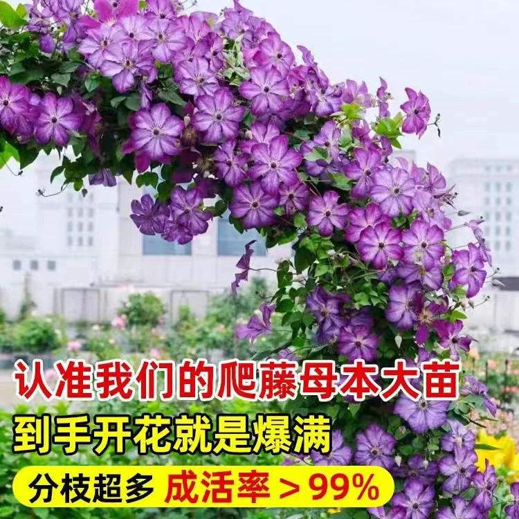 爬藤花大花铁线莲爱炫如梦多粉修剪耐寒耐热开花四季花苗庭院懒人