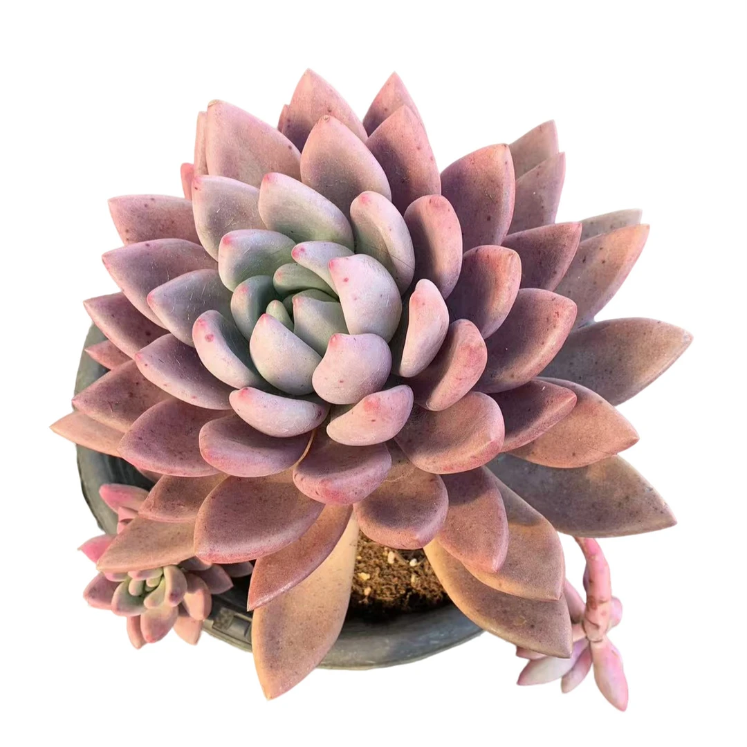 老桩多肉植物  【桃花源】整桩无砍 【轻微断枝不售后】