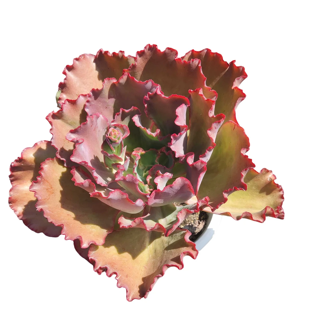 精品多肉植物   260杯红婚纱   老桩新手好养基地直发