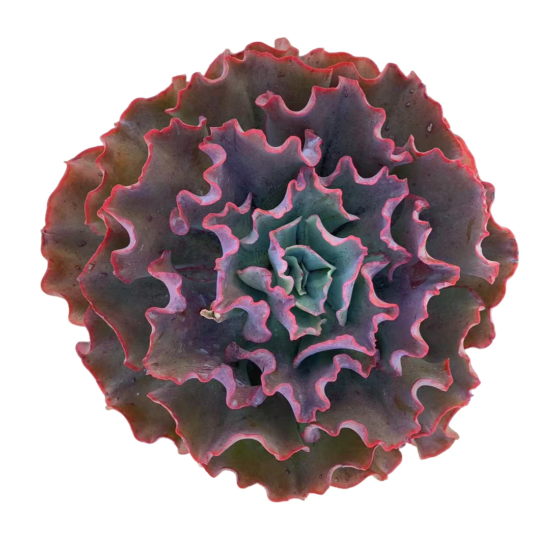 精品多肉植物   嘉年华  老桩新手好养基地直发