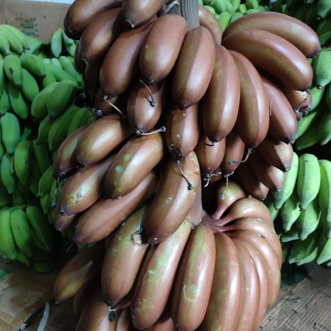 【海南直发】咖啡蕉红皮香蕉紫皮香蕉红美人蕉当季新鲜水果