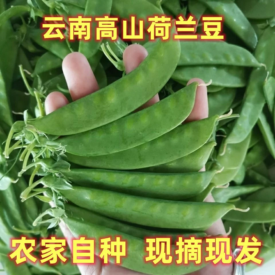 【现摘现发】荷兰豆新鲜蔬菜豌豆夹云南豌豆角甜脆青豆荚扁豆荚
