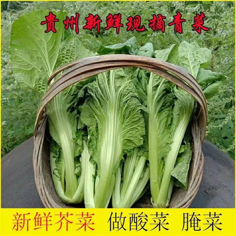 芥菜新鲜贵州青菜包心介菜盖菜新鲜蔬菜当季大叶宽绑菜做泡菜酸菜