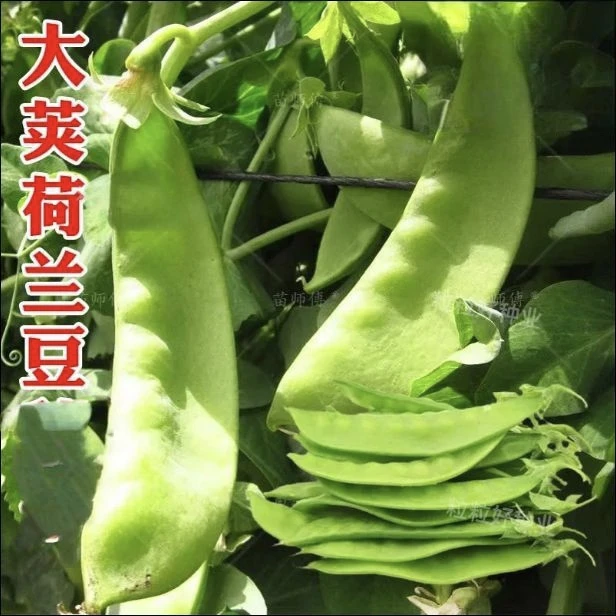 云南高原甜脆珍宝豆荷兰豆新鲜菜豌豆夹豆甜豆新鲜采摘现发货包邮