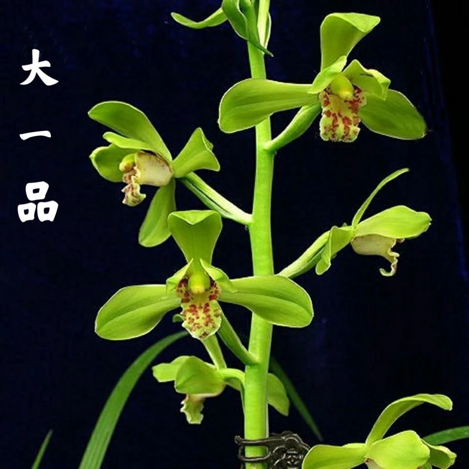大一品 蕙兰老八种浓香兰花壮苗室内绿植盆栽5苗