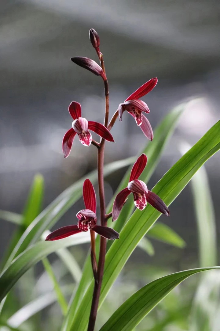 【园玲兰花】建兰铭品三剑客墨宝八大红花之一