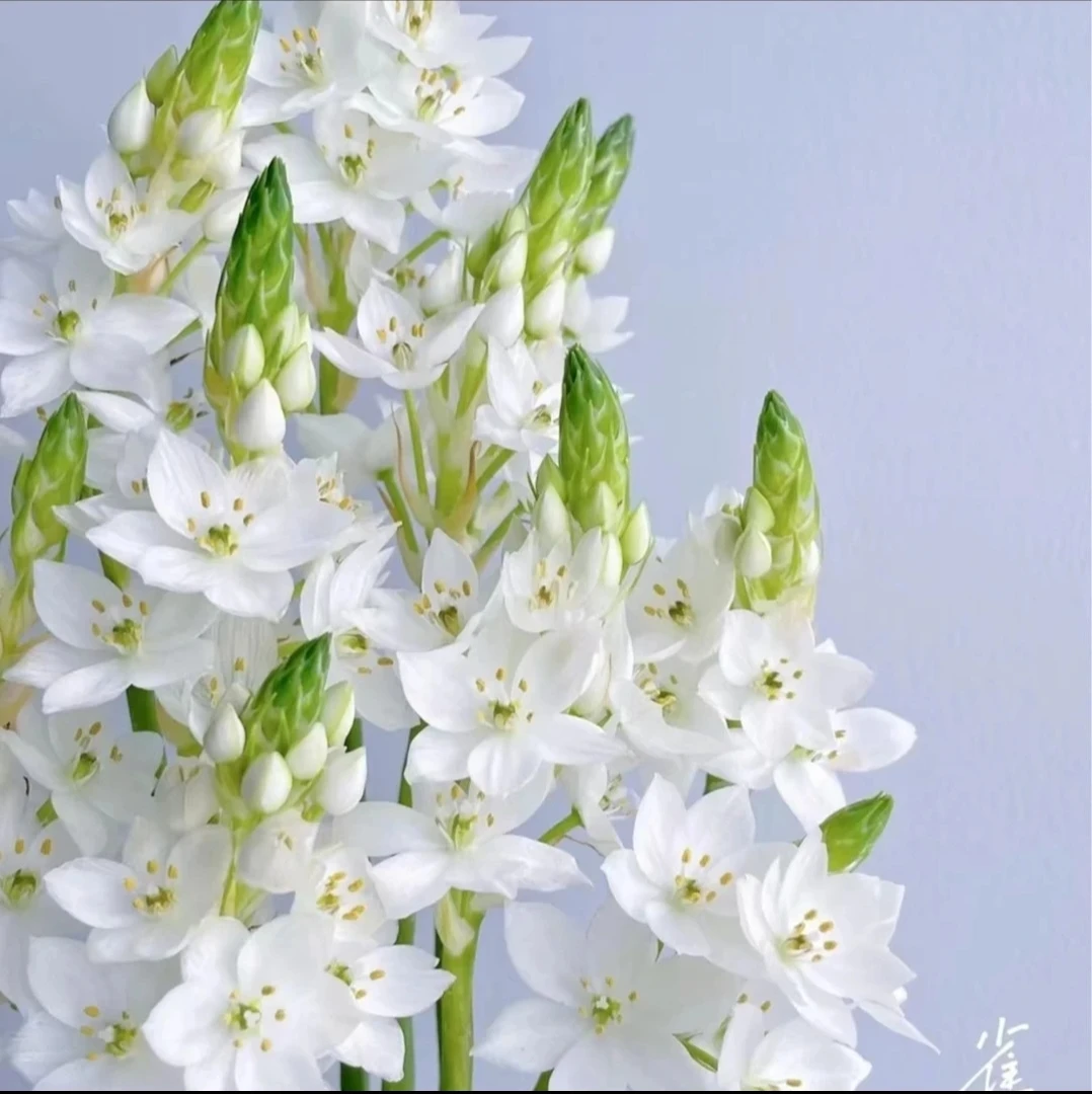 （雀梅）纯洁高雅白色小花朵花期鲜花花卉长耐养顺丰包邮