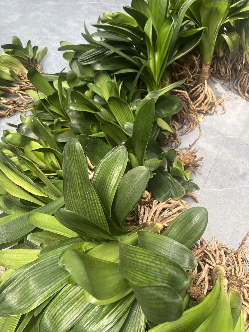 君子兰绿植裸根大兰