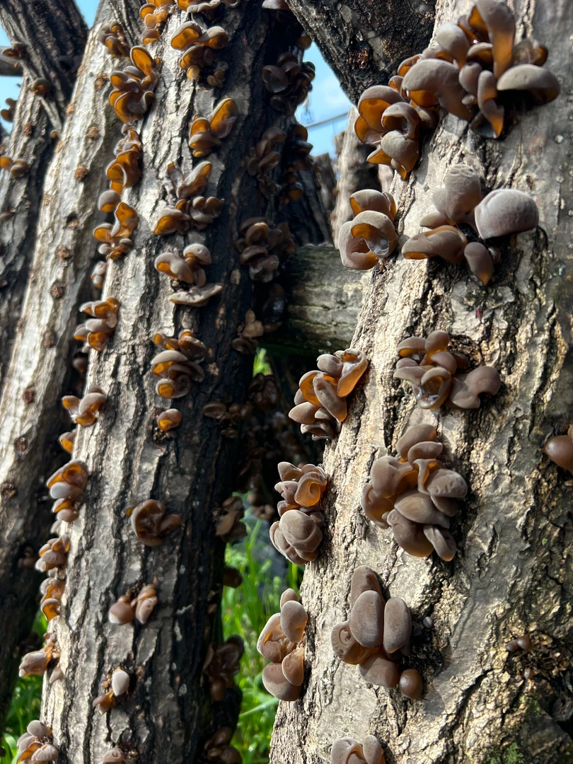 长白山木段木耳自产自销产地食用品质