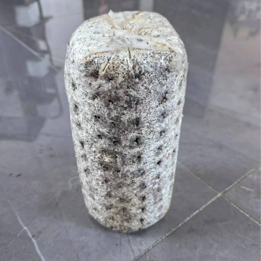 长白山木段木耳菌包