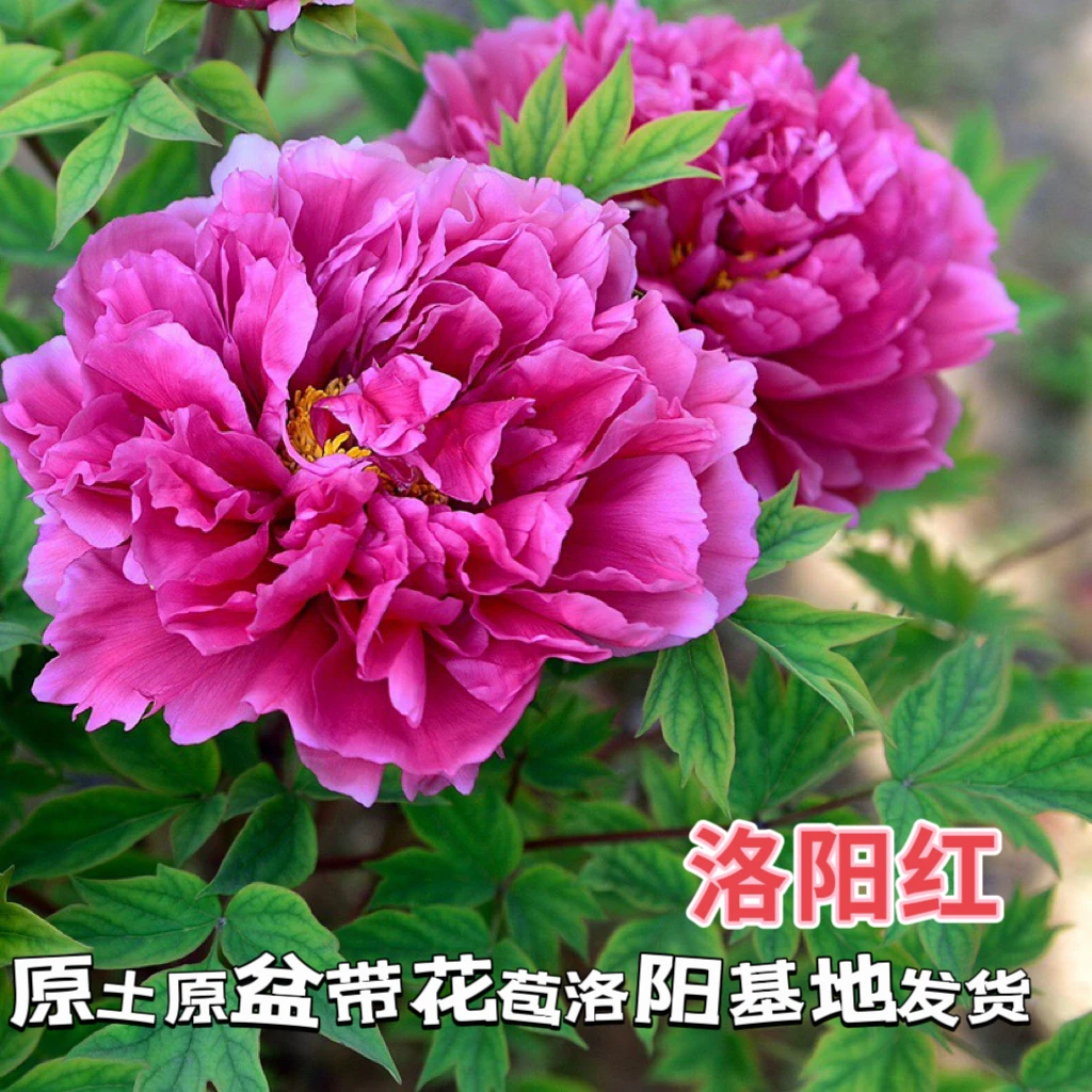 【洛阳红】盆栽带花苞发货精品礼盒装春季开花洛阳基地直发